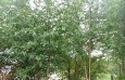 Rivers Birch